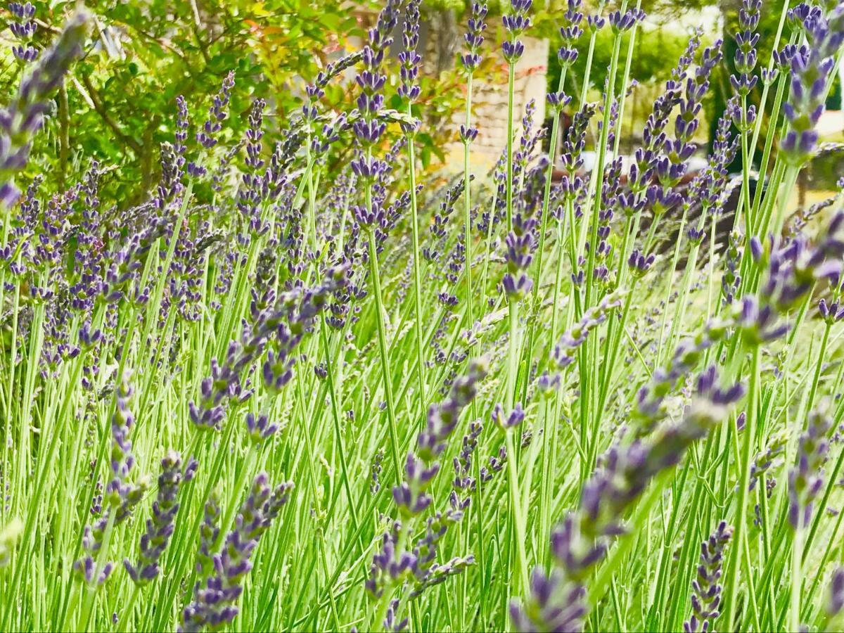 Mas Orea Sous La Glycine Villa Gordes Exterior foto